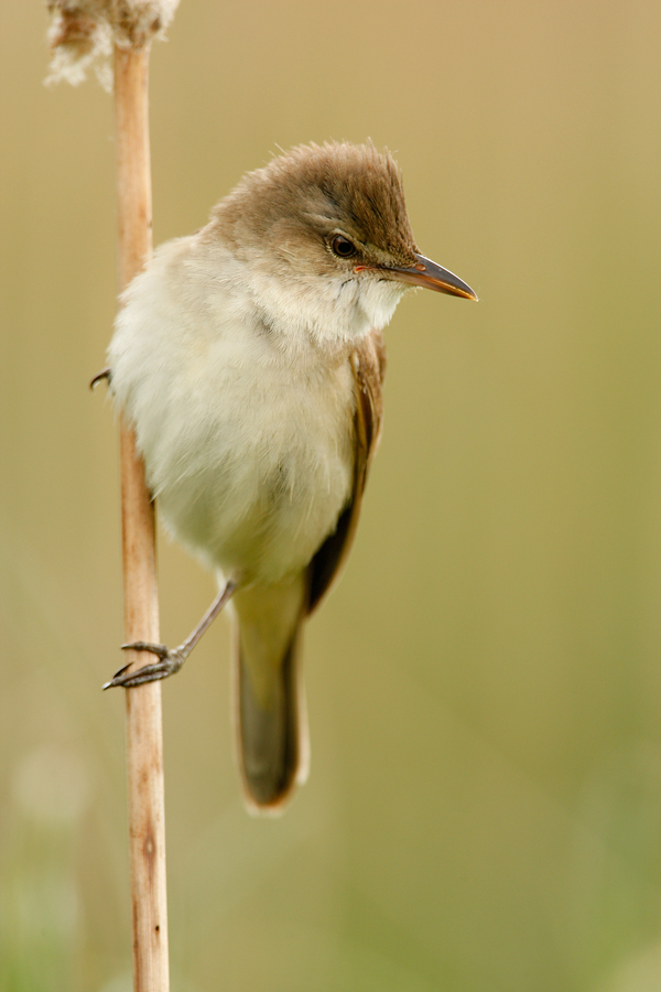 Drosselrohrsaenger (Acrocephalus arundinaceus)