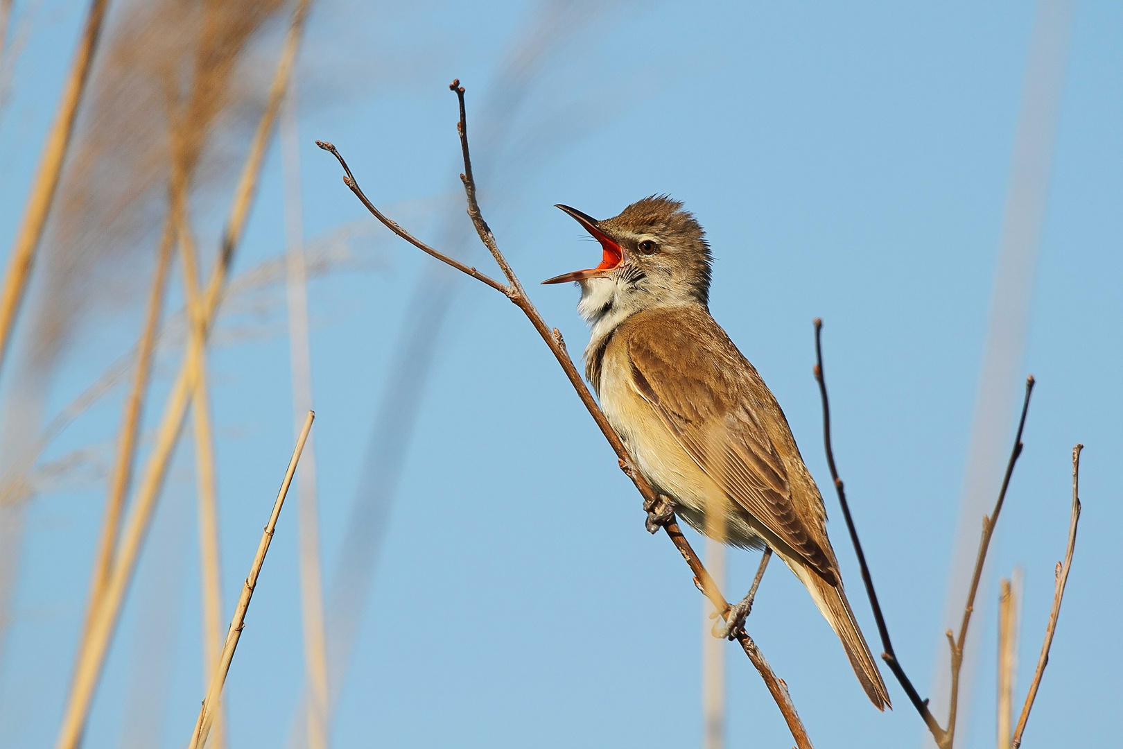 Drosselrohrsänger (Acrocephalus arundinaceus)