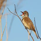 Drosselrohrsänger (Acrocephalus arundinaceus)