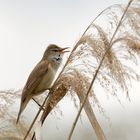 Drosselrohrsänger (Acrocephalus arundinaceus),  ein lauter Sänger