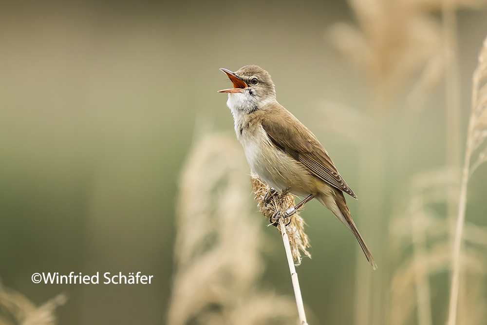 Drosselrohrsänger (Acrocephalus arundinaceus)_8011