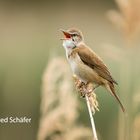 Drosselrohrsänger (Acrocephalus arundinaceus)_8011