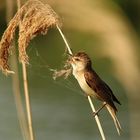 Drosselrohrsänger in seinem Habitat