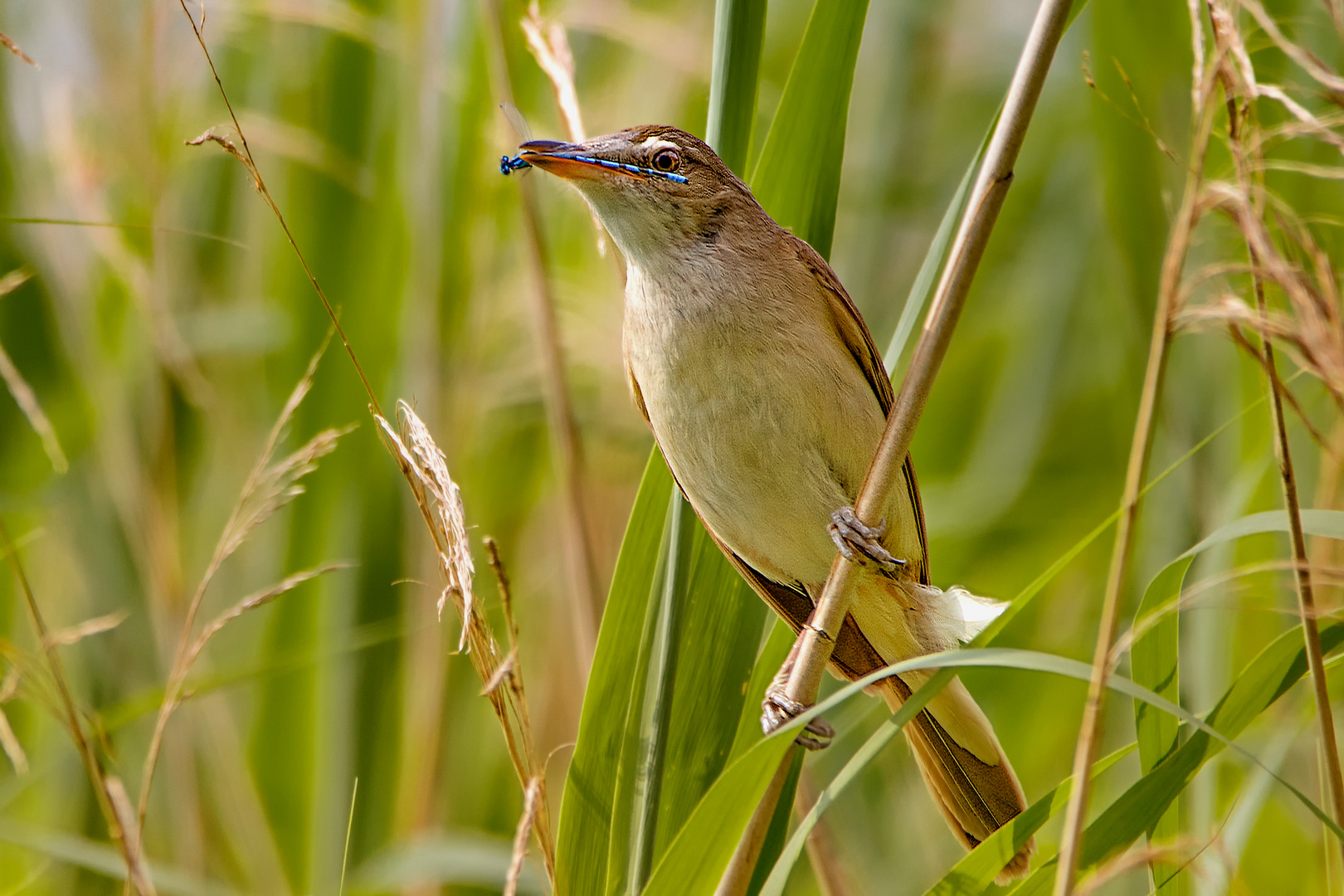 Drosselrohrsänger mit Libelle