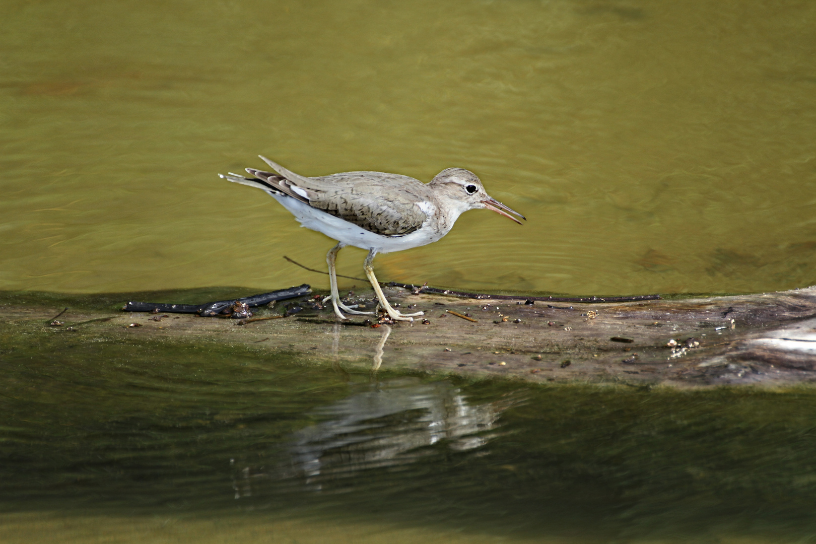 Drosseluferläufer