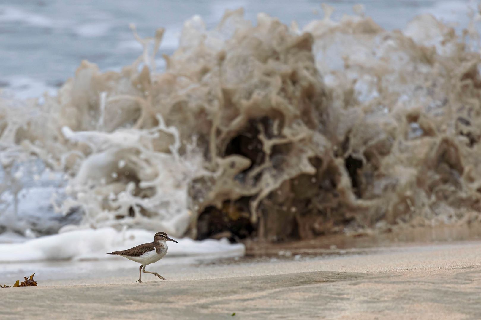 Drosseluferläufer / Spotted sandpiper