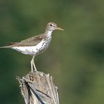 Drosseluferläufer - Spotted Sandpiper (Actitis macularia)