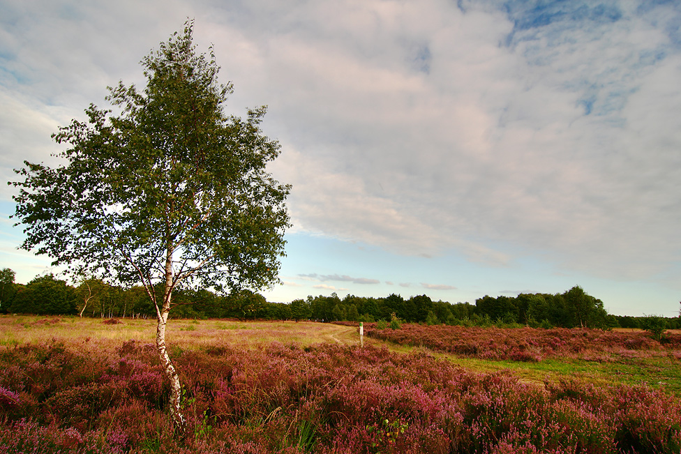 Drover Heide (III)