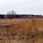 Drover Heide in November