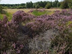 Drover-Heideblüte