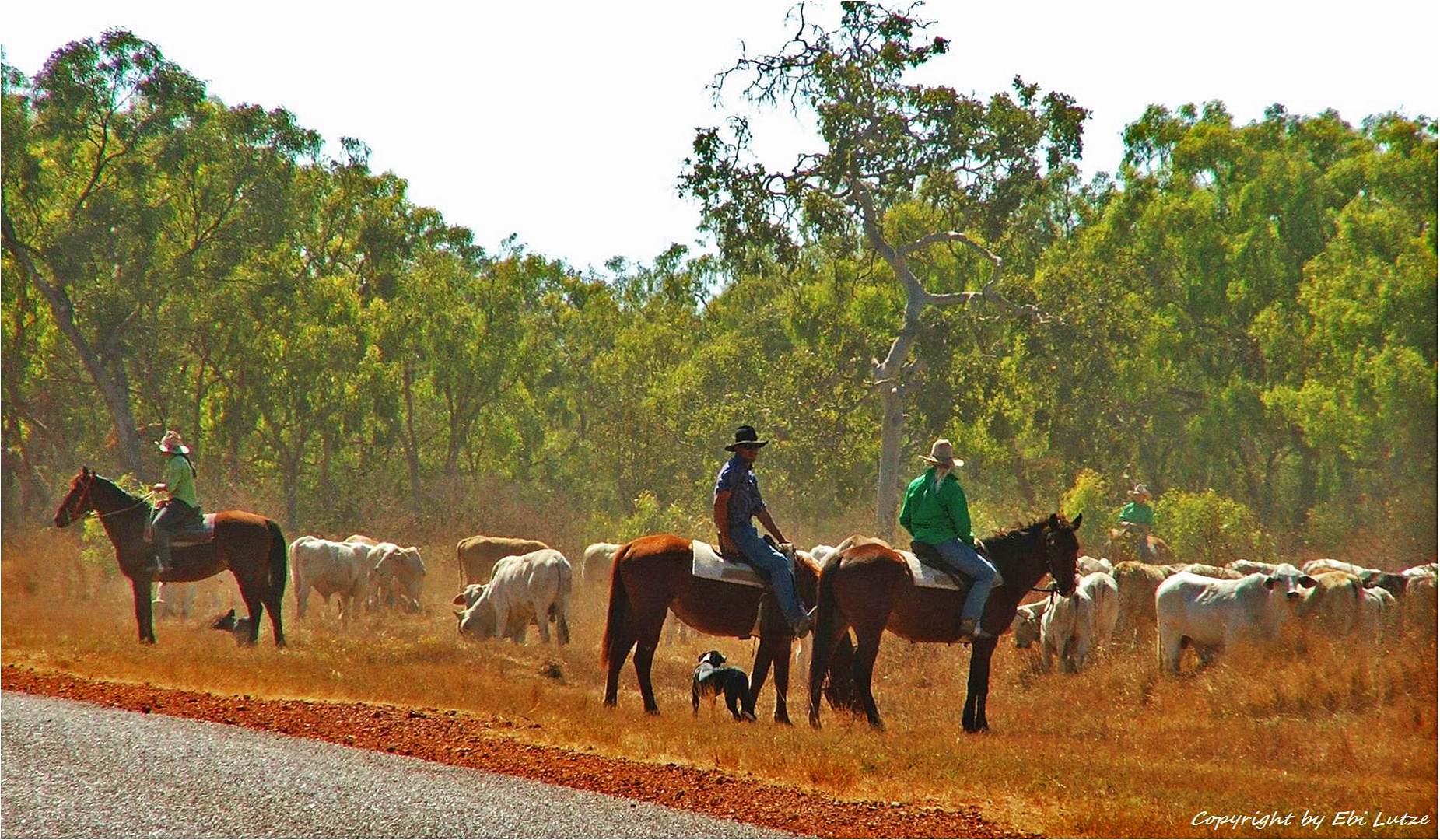 * Drovers , Cattle and lots of  Dust *