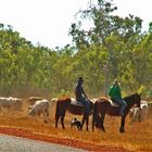 * Drovers , Cattle and lots of  Dust *