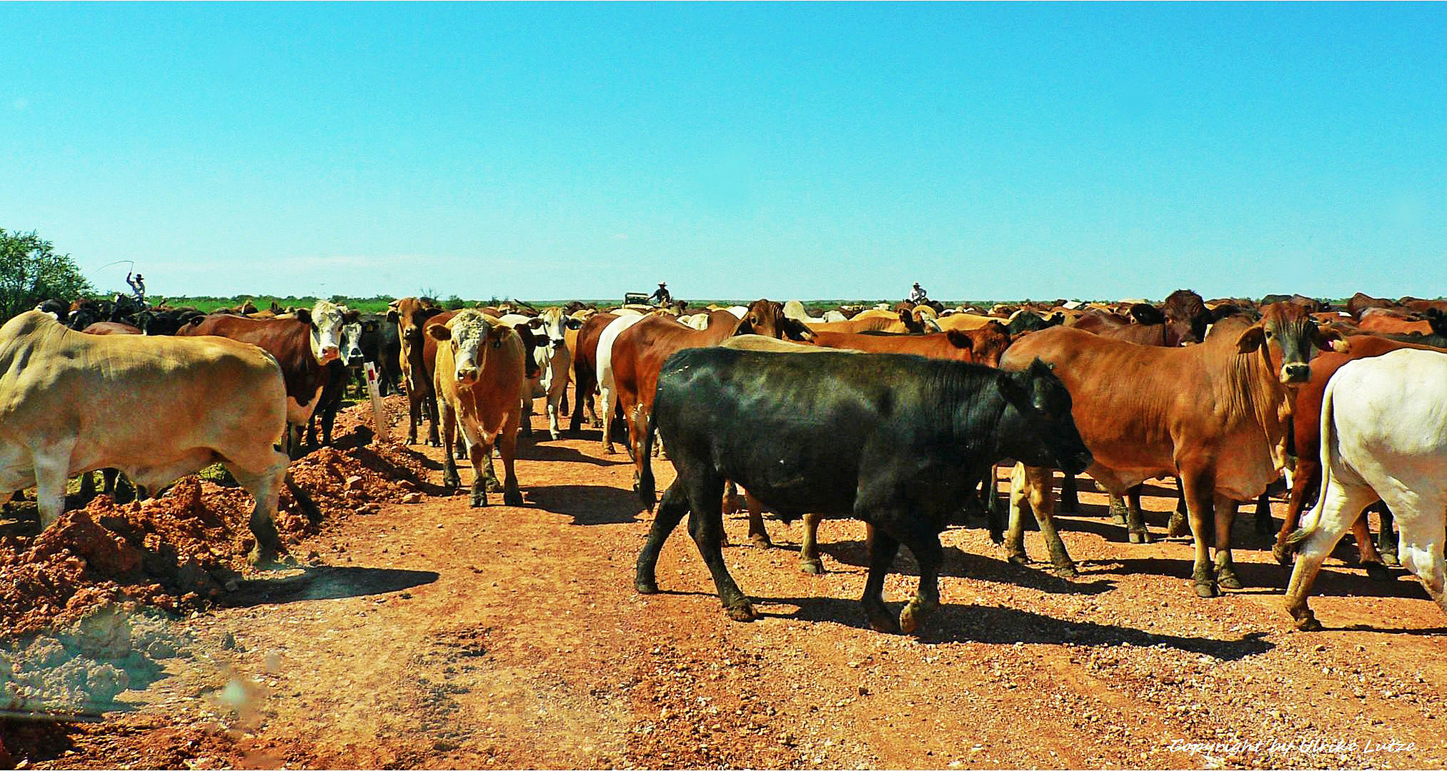 * Drovers with Cattle on the Track *