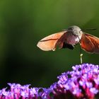 drüber steh´n im Sonnenschwirrflug