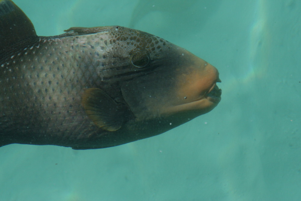 Drückerfisch auf den Malediven