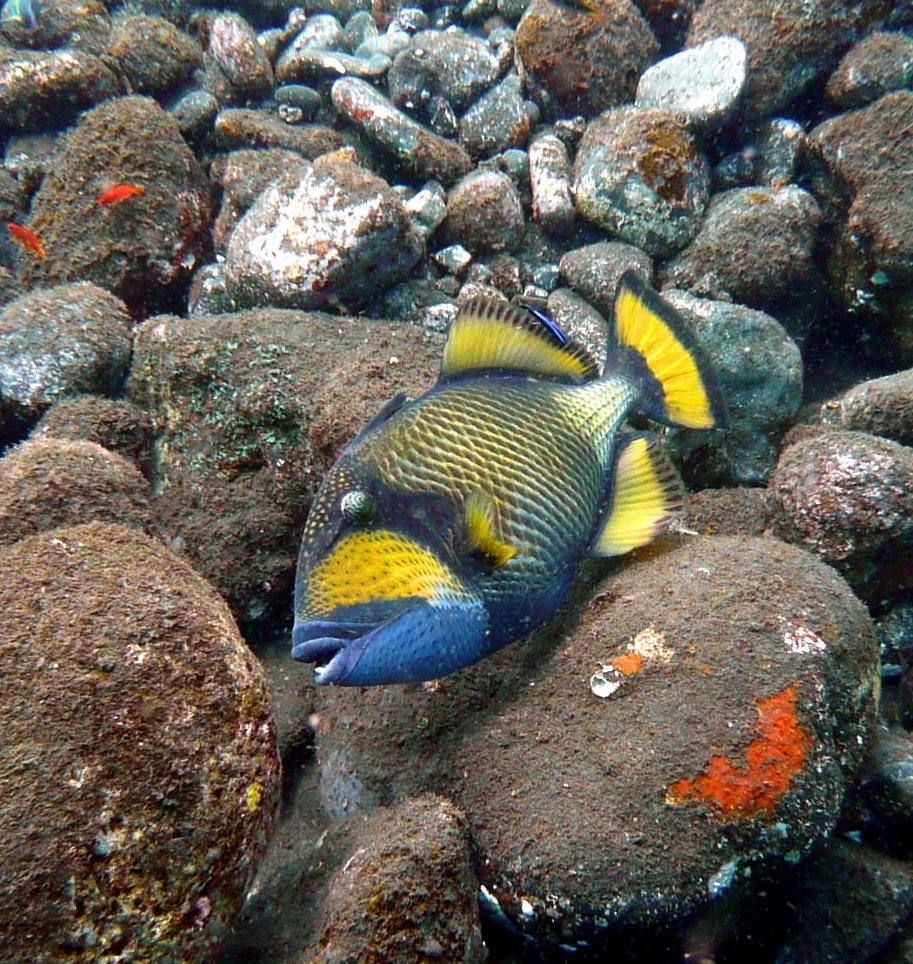 Drückerfisch - Bali Hausriff Tulamben