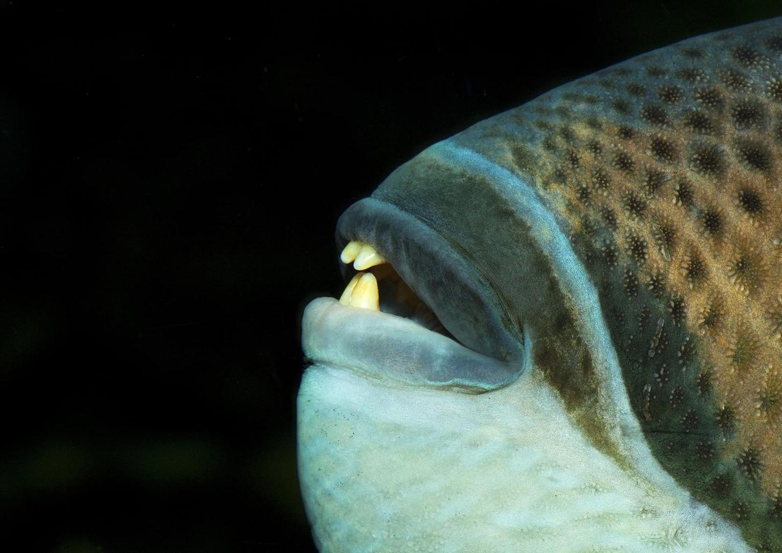 Drückerfisch im Aquarium (Zürcher Zoo)