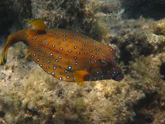 Drückerfisch in Hurghada