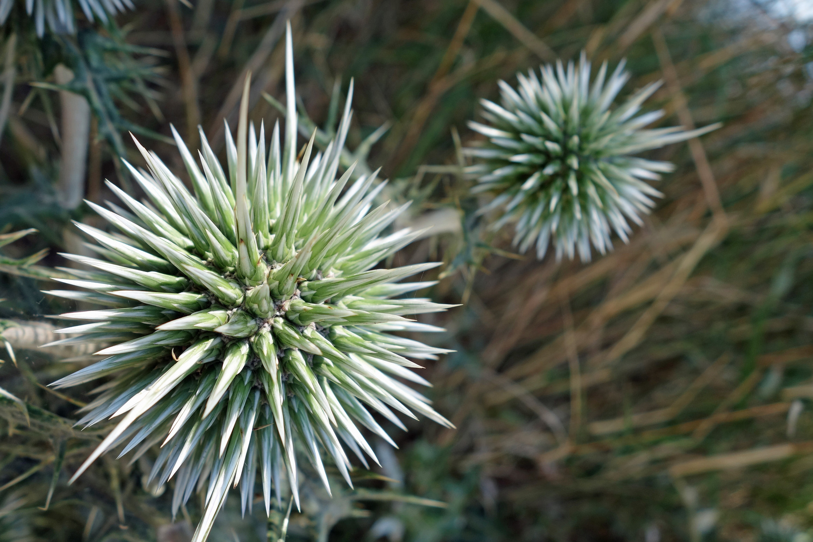 Drüsenhaarige Kugeldistel