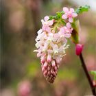 Drüsige Blut Johannisbeere (Ribes sanguineum var. Glutinosum)