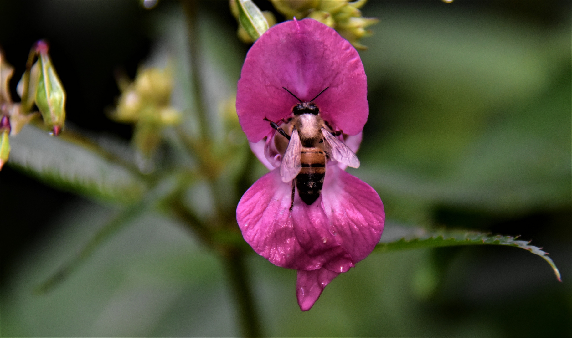  Drüsige Springkraut (Impatiens glandulifera),