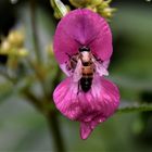  Drüsige Springkraut (Impatiens glandulifera),