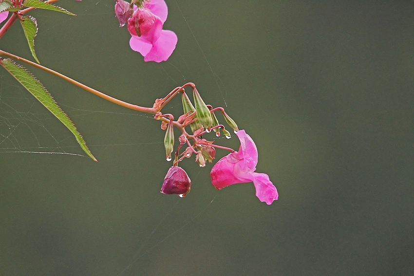 Drüsige Springkraut (Impatiens glandulifera)