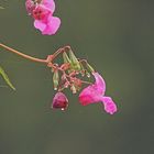 Drüsige Springkraut (Impatiens glandulifera)