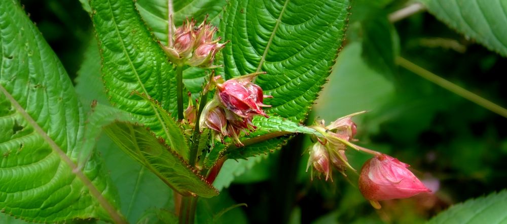 Drüsiges Springkraut (Glandular balsam)