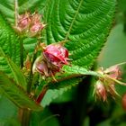 Drüsiges Springkraut (Glandular balsam)