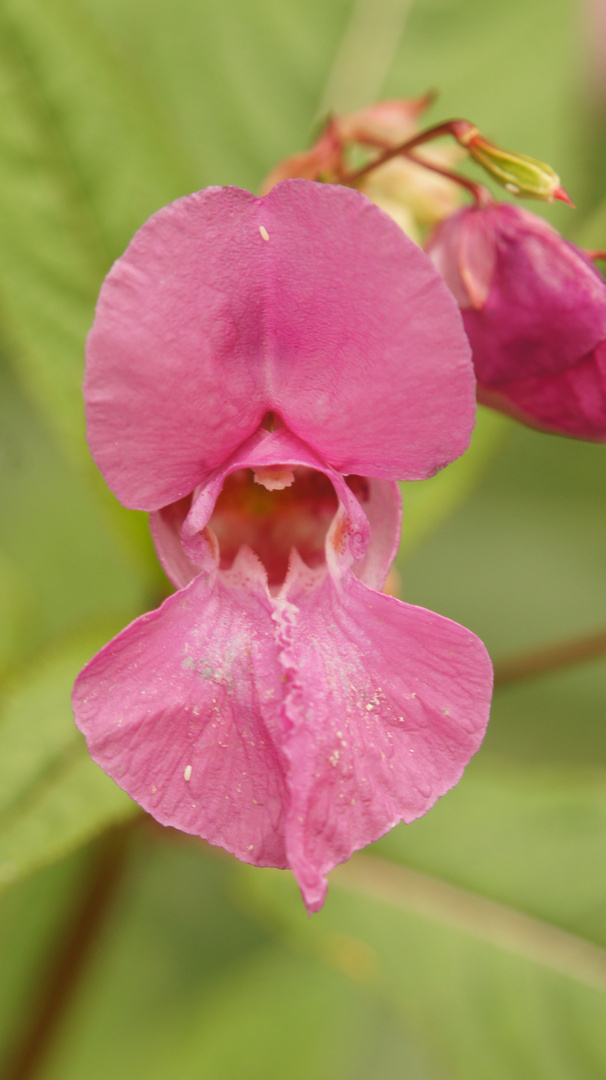 Drüsiges Springkraut - Impatienes glandulifera 1.01