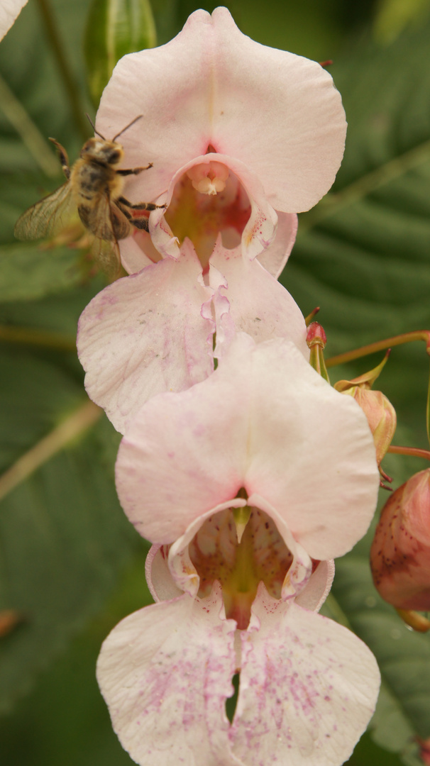 Drüsiges Springkraut - Impatienes glandulifera 1.02