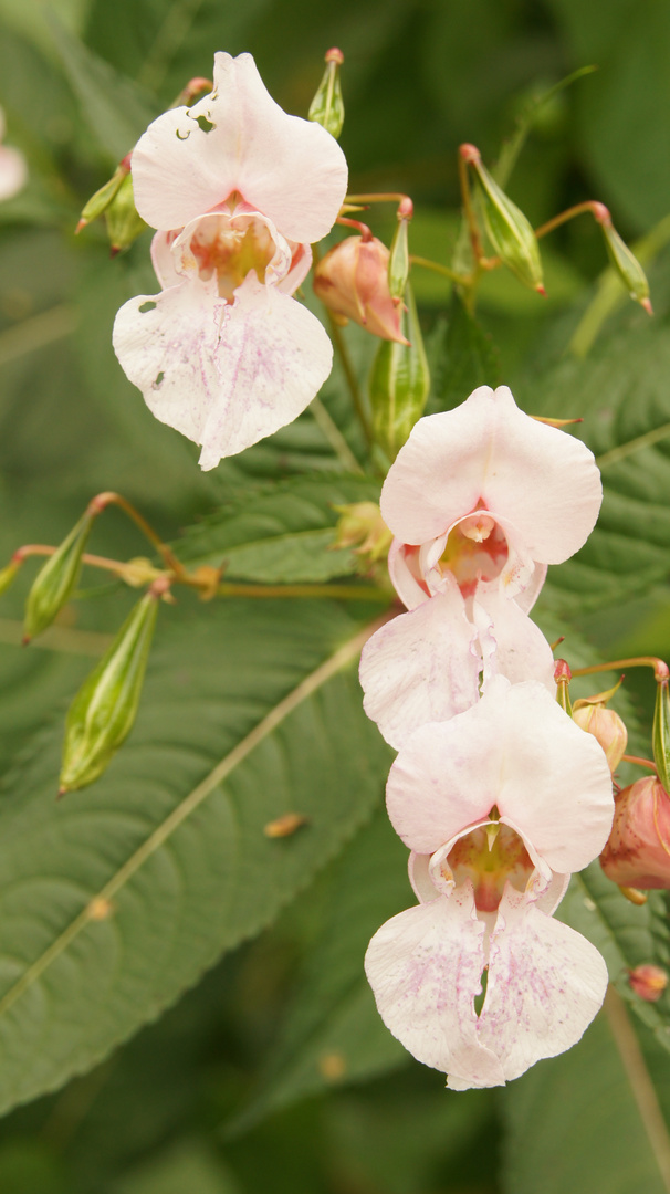 Drüsiges Springkraut - Impatienes glandulifera 1.03