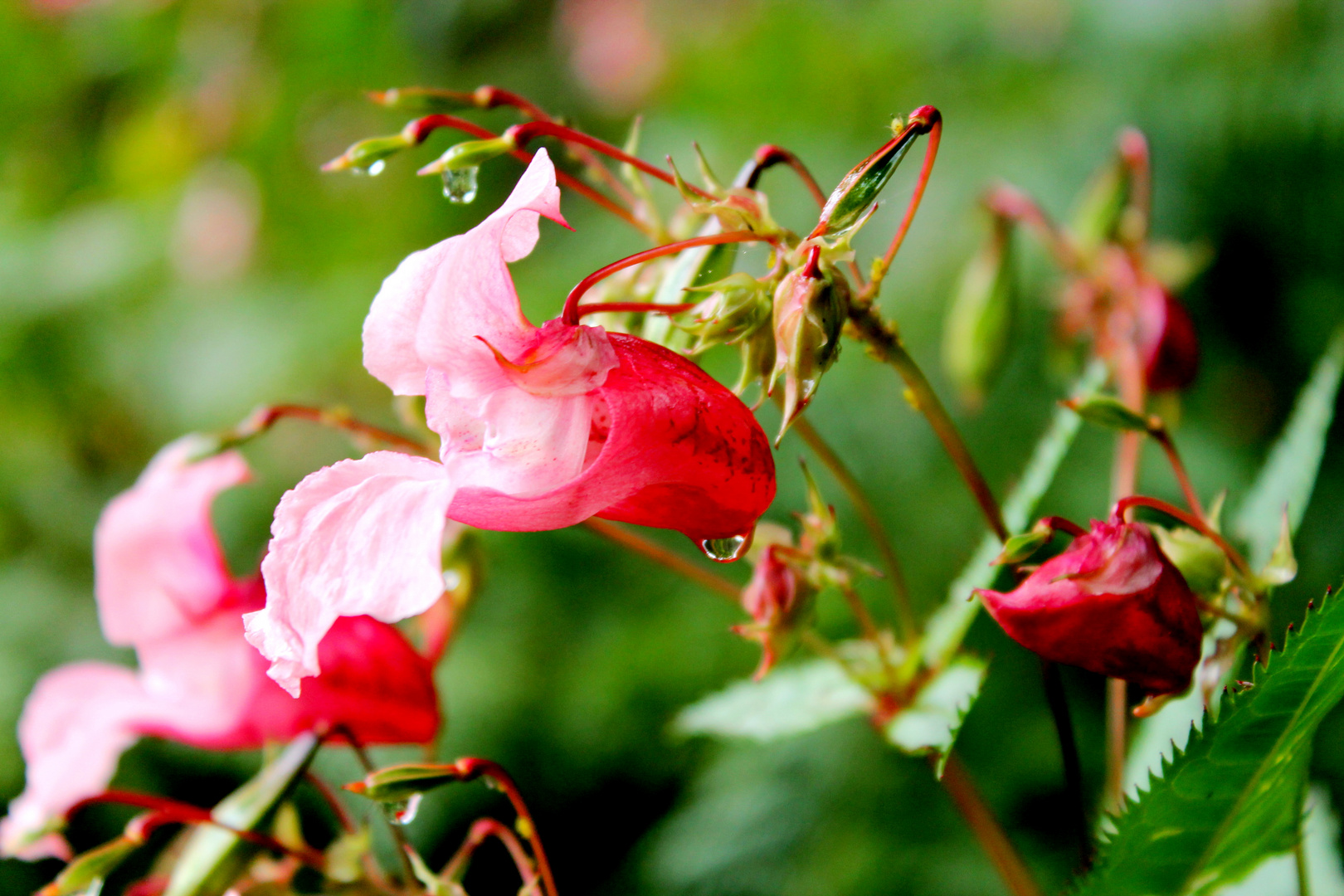 Drüsiges Springkraut (Impatiens glandulifera)