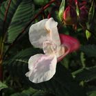 Drüsiges Springkraut, Impatiens glandulifera