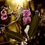 Drüsiges Springkraut (Impatiens glandulifera)