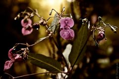 Drüsiges Springkraut (Impatiens glandulifera)