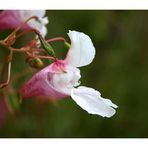 Drüsiges Springkraut (Impatiens glandulifera)