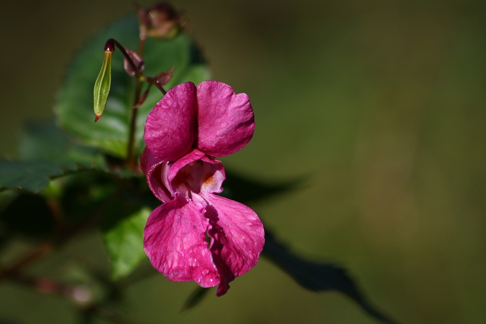 Drüsiges Springkraut (Impatiens glandulifera)