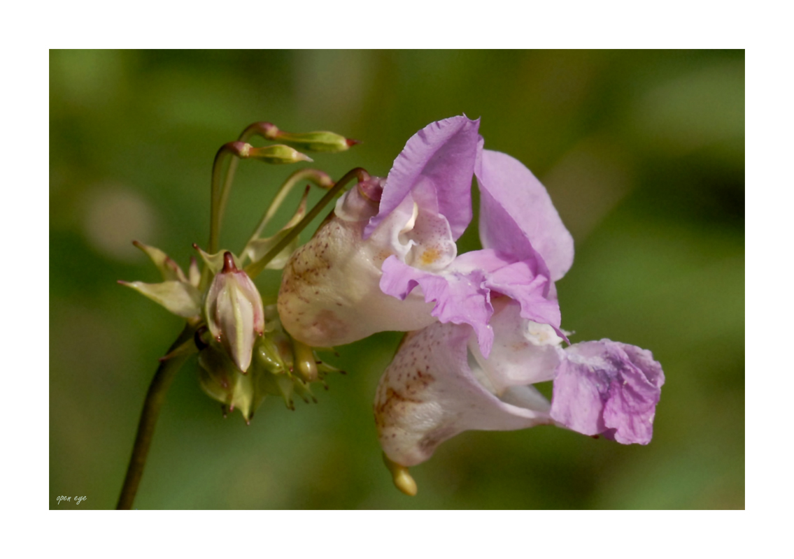 _ Drüsiges Springkraut - Impatiens glandulifera _