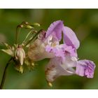 _ Drüsiges Springkraut - Impatiens glandulifera _