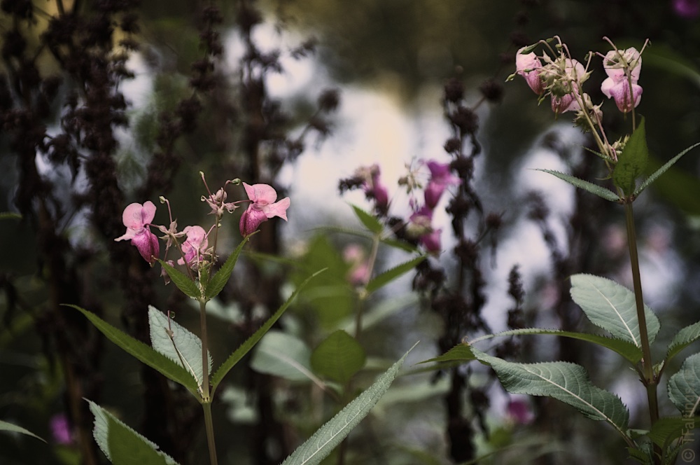 Drüsiges Springkraut (Impatiens glandulifera) II