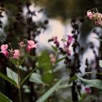 Drüsiges Springkraut (Impatiens glandulifera) II