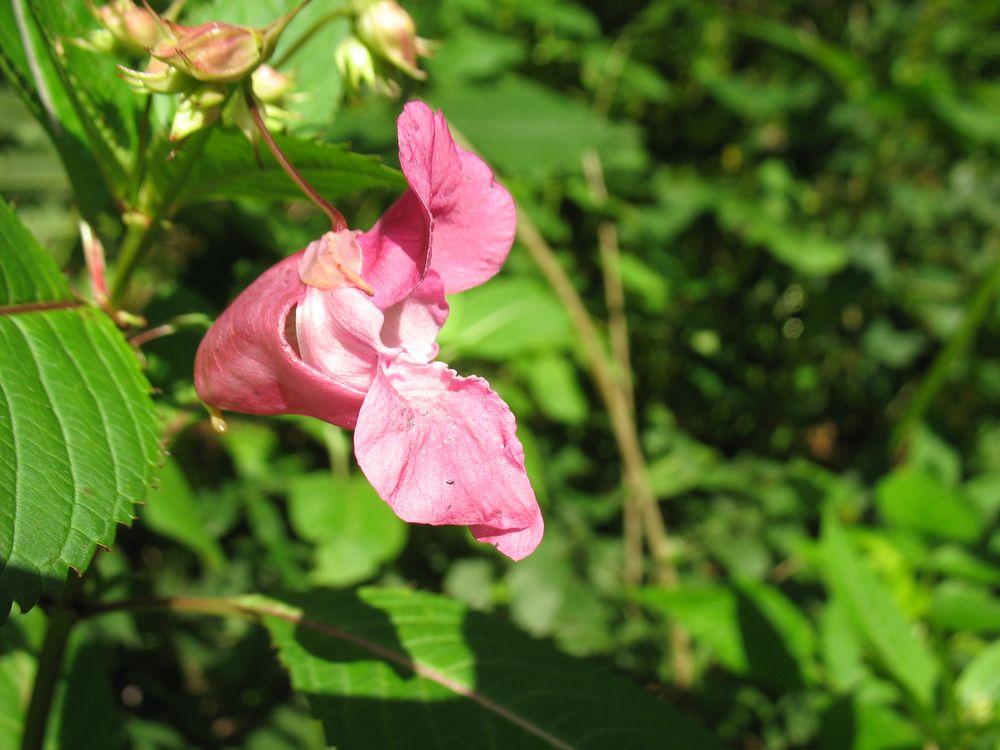 Drüsiges Springkraut (Impatiens glandulifera Royle)