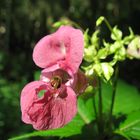 Drüsiges Springkraut mit Schwebfliege