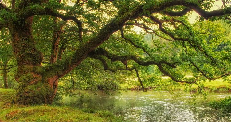 Druid´s Dream