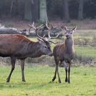 Drum prüfe,          wer sich "ewig "bindet