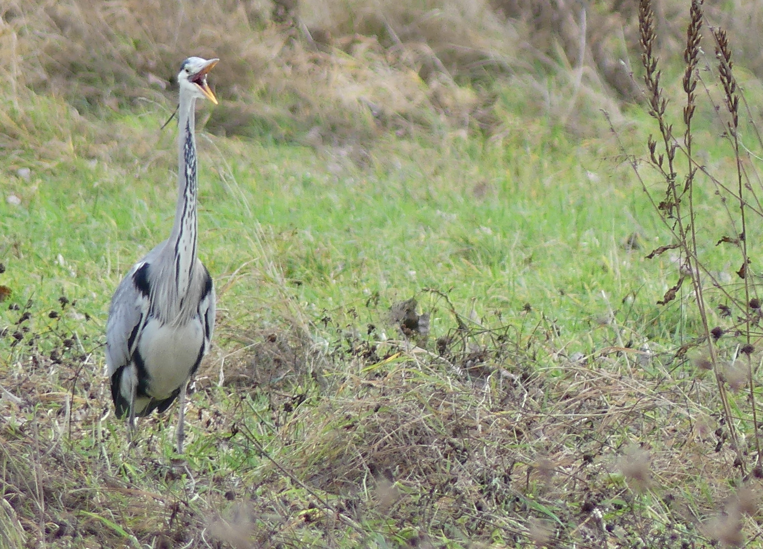 Drum singe, wem Gesang gegeben