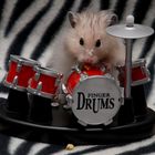 Drumming Hamster