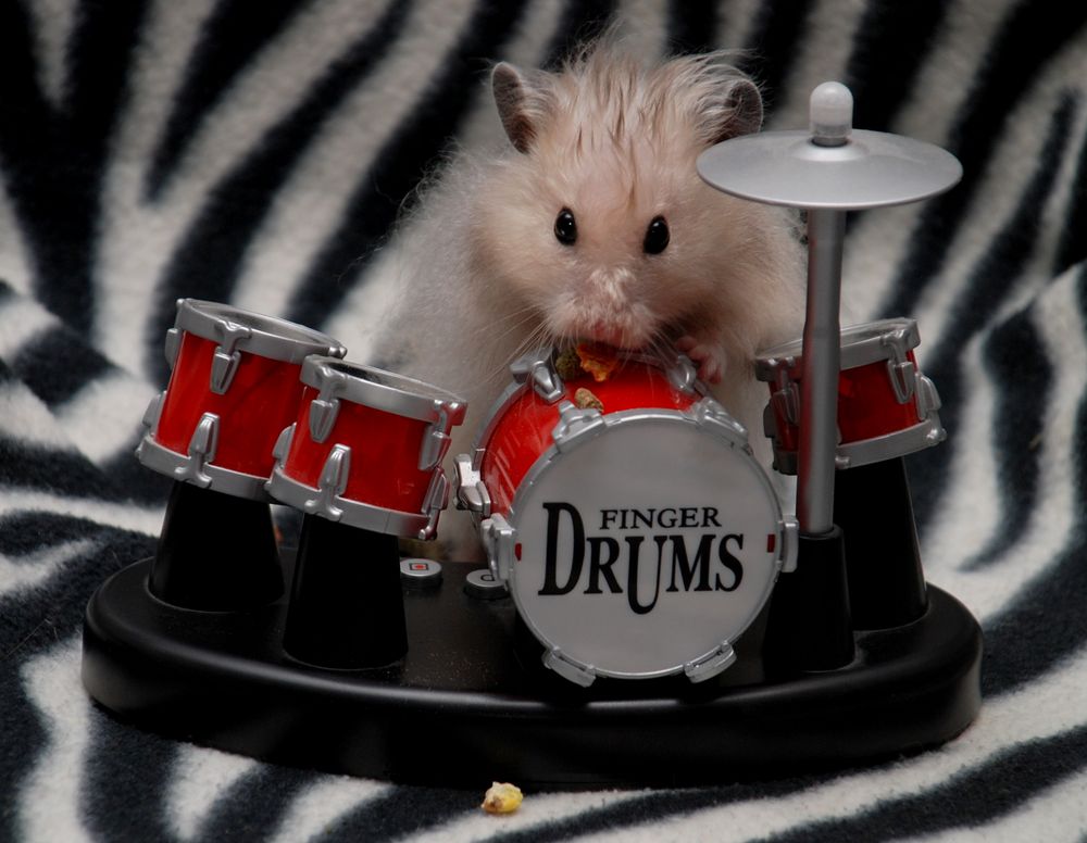 Drumming Hamster